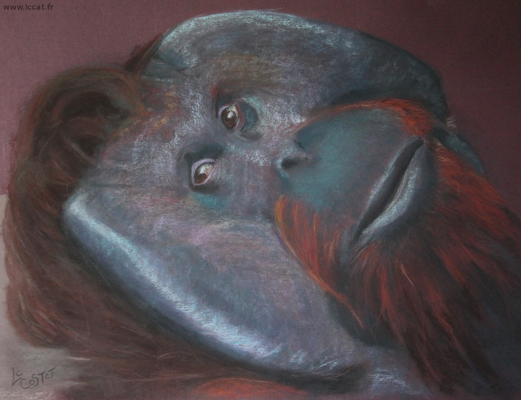 primates